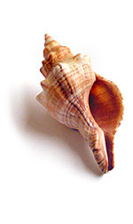 shell