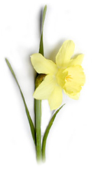 daffodil