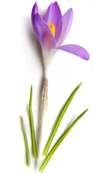 purple crocus