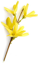 yellow forsythia spray