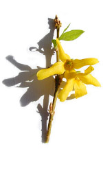 yellow forsythia flowers