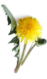 yellow dandelion flower