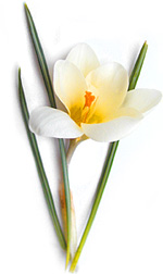 white crocus