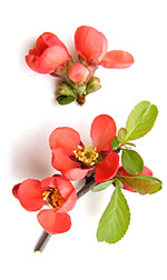 quince blossom