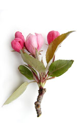 pink crab apple blossoms with green leaves