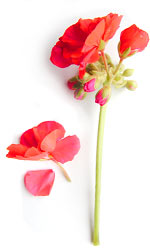 red geranium petals