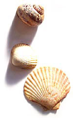 sea shells