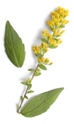 yellow flowering weed