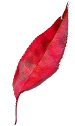 red fall leaf