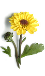 yellow gerbera flower