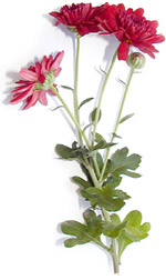 three red chrysanthemums