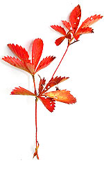 red  leaves