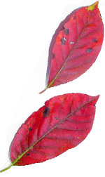 two red leaves