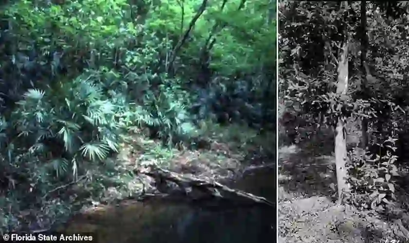 ¿Estaba el Jardín Bíblico del Edén en un parque de Florida?