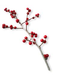 a branch with red berries