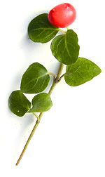 a small branch of wintergreen with a red berry