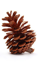 pine cone