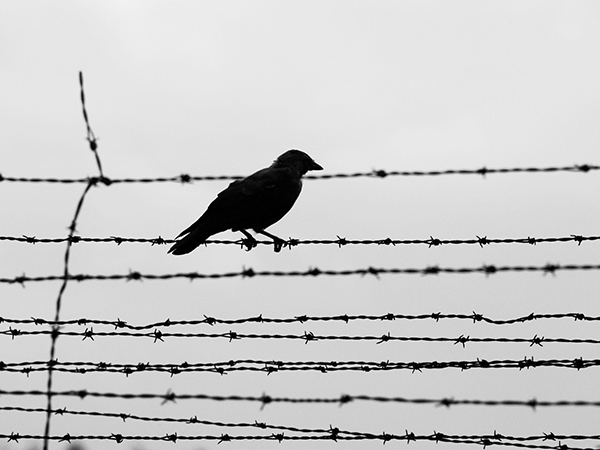 Pájaros en el corazón del infierno por Julio Grotten