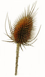 dried teasel